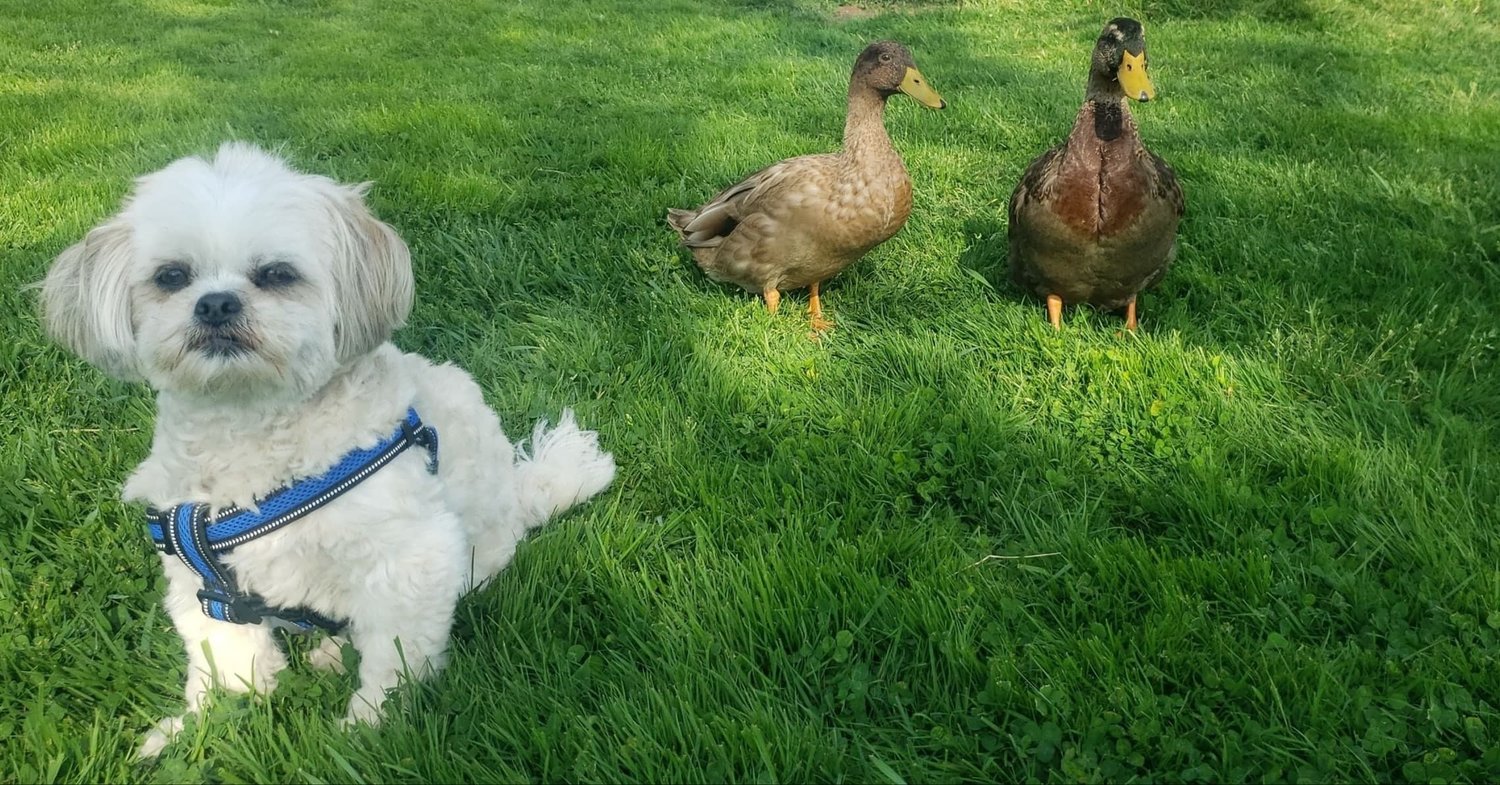 Milo guards the ducks.
